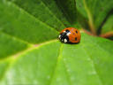 ladybug, July 2008